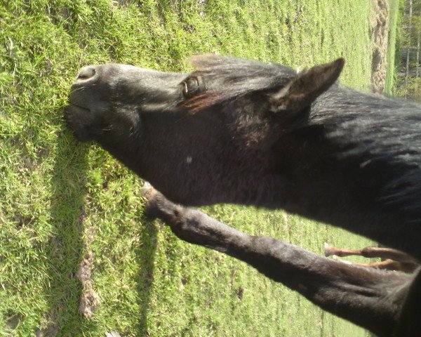 dressage horse Sasou (German Riding Pony, 2011, from Schierensees Have Good Time)