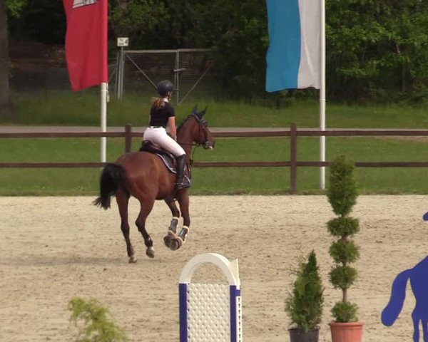 Springturnier Westergellersen III 2020