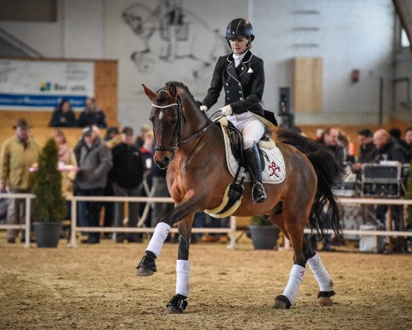 stallion Ludigen's Classic Champ (Westphalian, 2009, from Classic Dancer I)