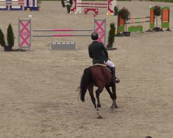 Springturnier Westergellersen III 2020