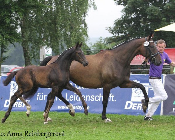 broodmare Rosaria (Württemberger, 2005, from Rosario 37)