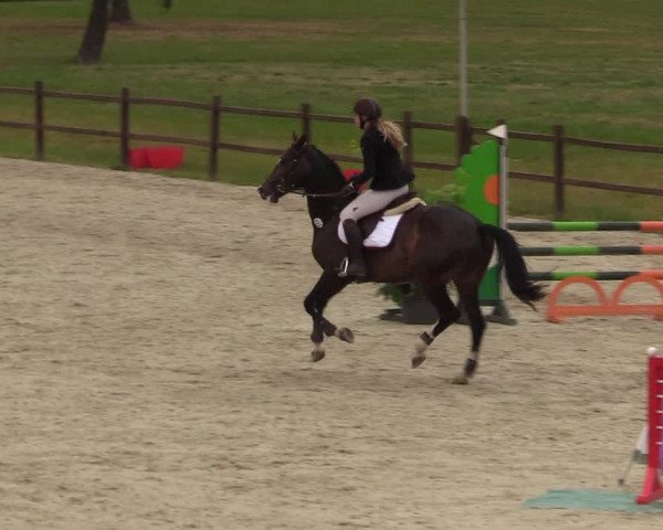Springturnier Westergellersen III 2020
