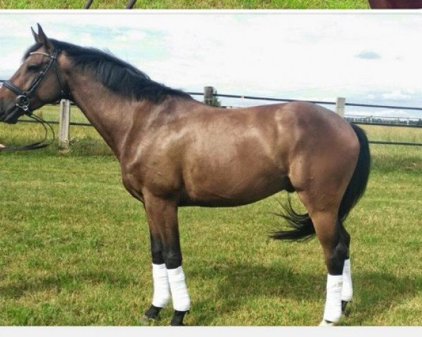 Dressurpferd Château d'abbadia (Rheinländer, 2011, von Cassini Boy Junior)