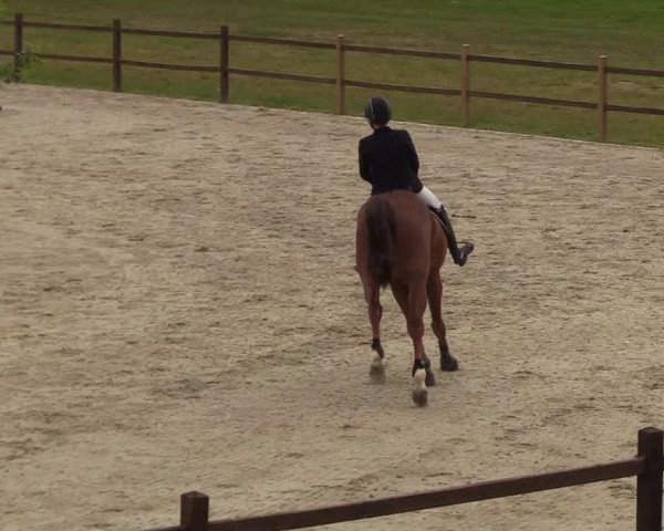 Springturnier Westergellersen III 2020