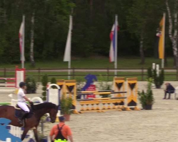 Springturnier Westergellersen III 2020