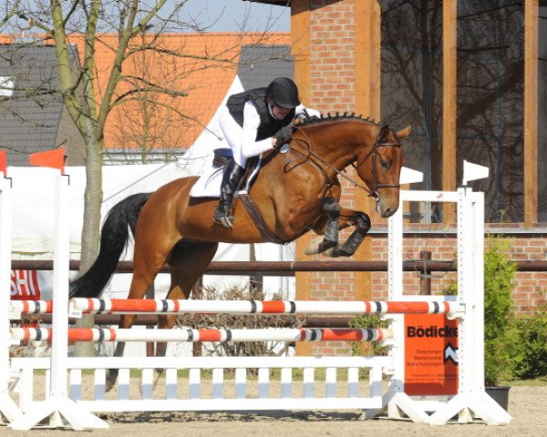 Springpferd Cric Crac (Holsteiner, 2009, von Corrado I)