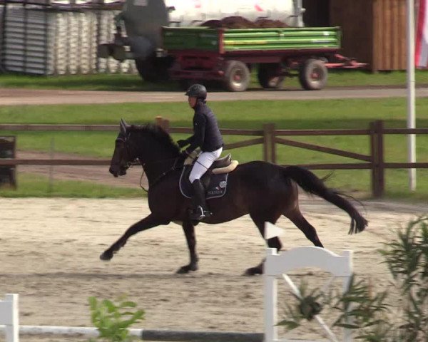Springturnier Westergellersen III 2020