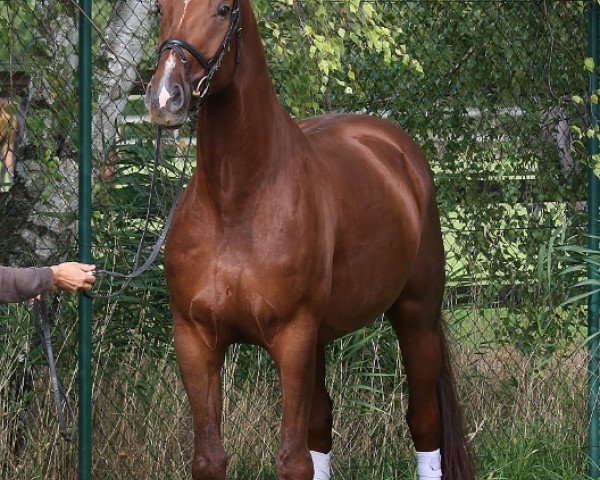 horse Rasputin (Oldenburg, 2008, from Ron Rubin)