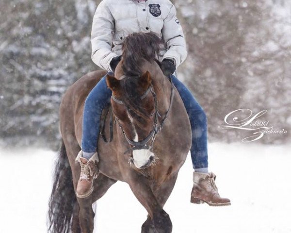 Dressurpferd Don Giovanni WS (Deutsches Reitpony, 1997, von Hondsrug Don Gregory)