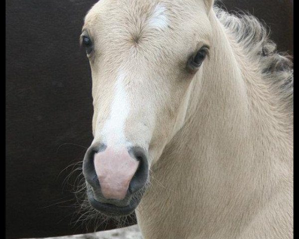 Dressurpferd Desert Prince 3 (Deutsches Reitpony, 2011, von Danny Gold)