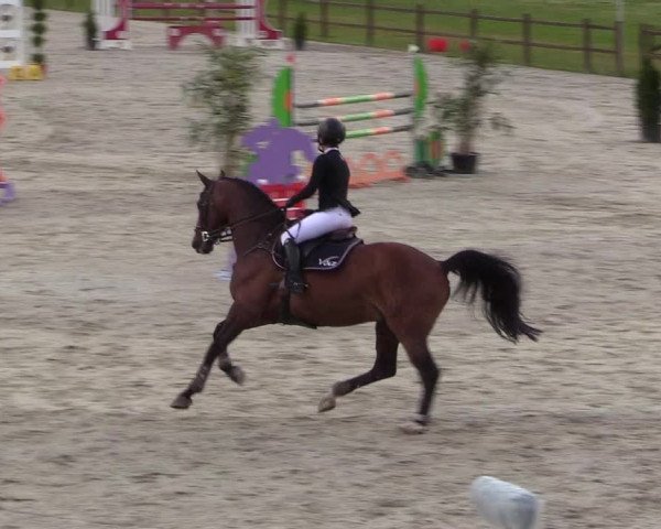 Springturnier Westergellersen III 2020