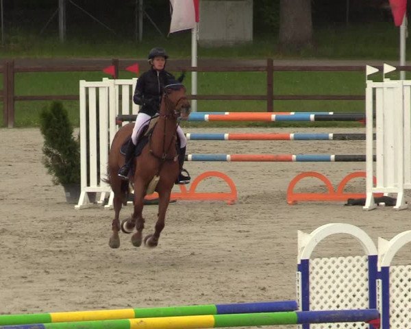 Springturnier Westergellersen III 2020