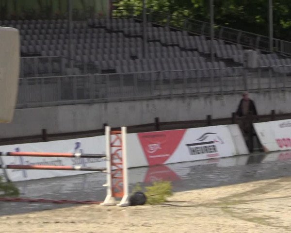 Springturnier Westergellersen III 2020