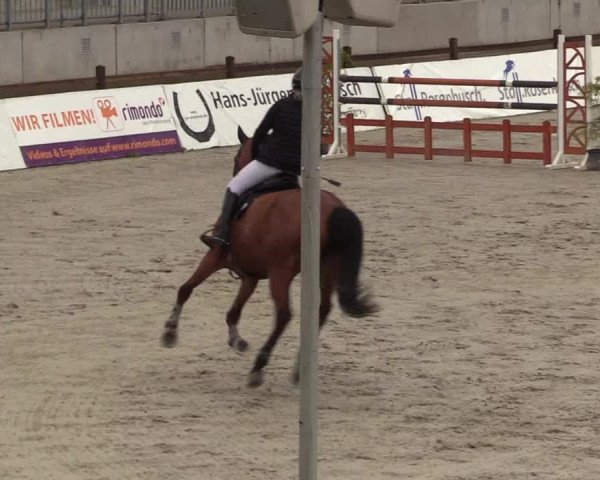 Springturnier Westergellersen III 2020