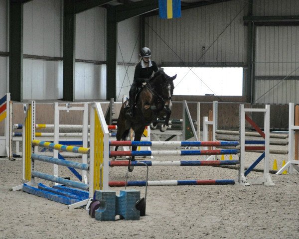 jumper Costa 43 (Oldenburg show jumper, 2005, from Calato)