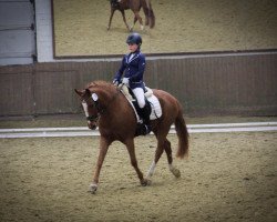 dressage horse Dino 424 (German Riding Pony, 2007, from Dornik B)