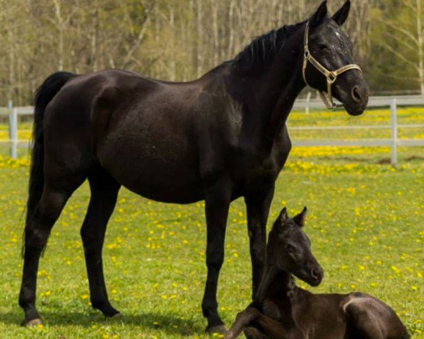 broodmare Royal As (Oldenburg, 1996, from Royal Angelo I)