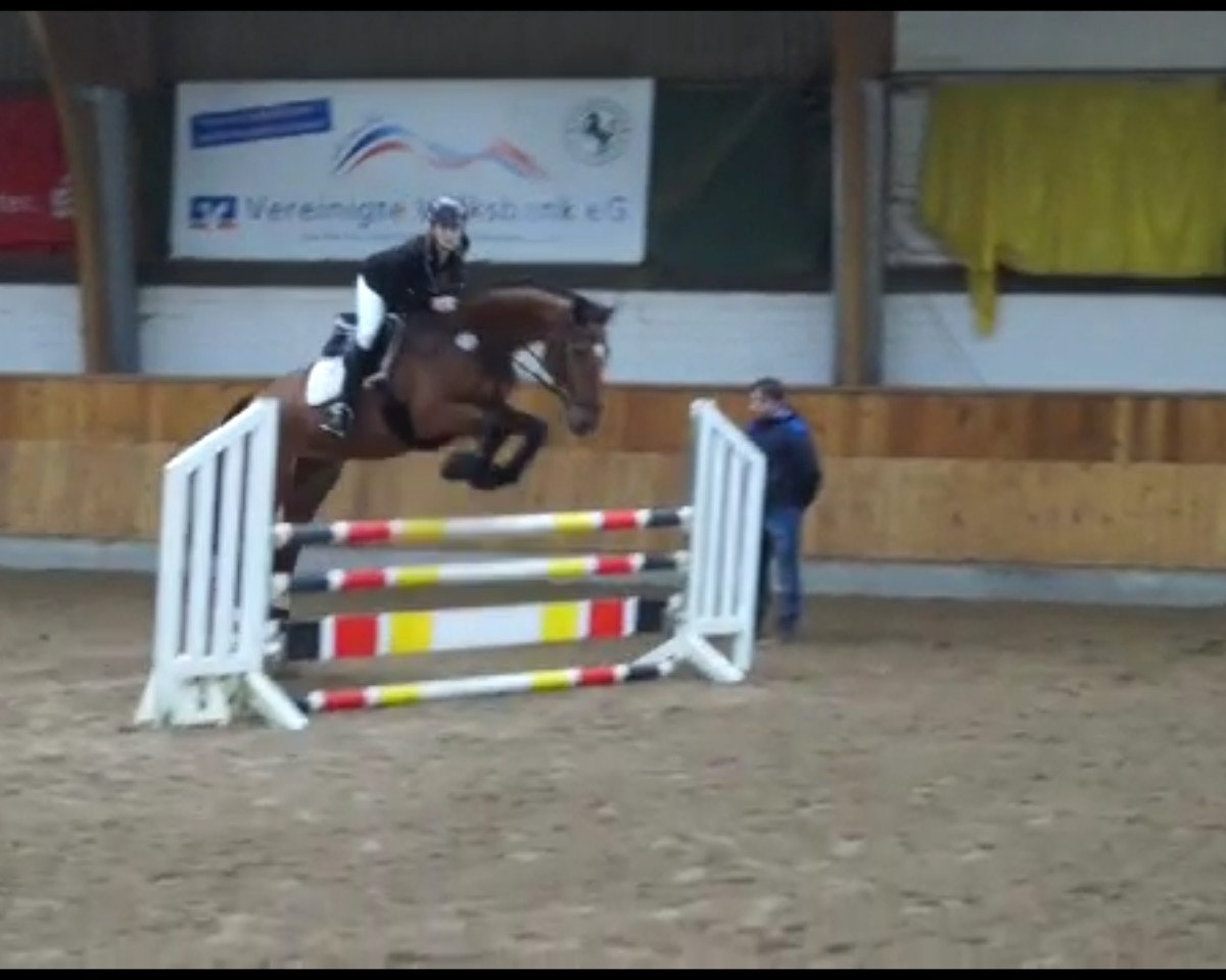 Springpferd Cash-Limited (Westfale, 2006, von Couleur Rubin)