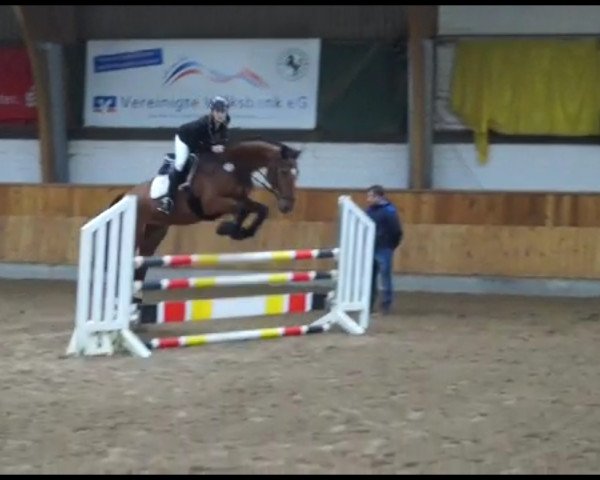 Springpferd Cash-Limited (Westfale, 2006, von Couleur Rubin)