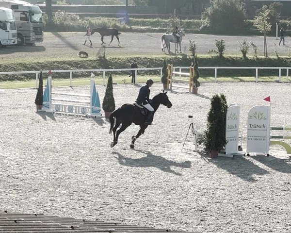 Pferdesporttage Bülach 2021
