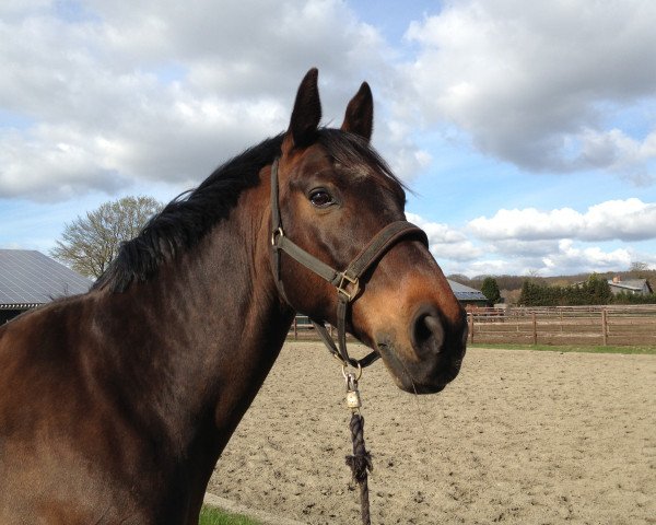 Springpferd Uranus V/D Hermitage (Belgisches Warmblut, 1997, von Athlet Z)