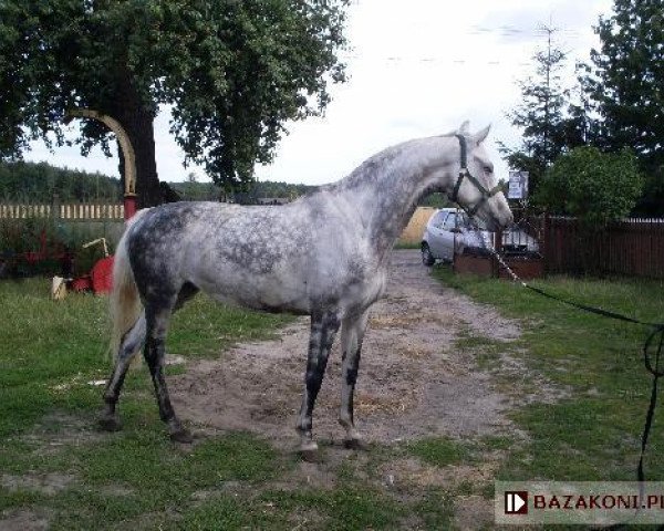 broodmare Corinna L (Holsteiner, 1996, from Carbano)