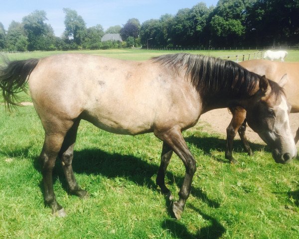 horse Chin Tonic K (Holsteiner,  , from Chin Champ)