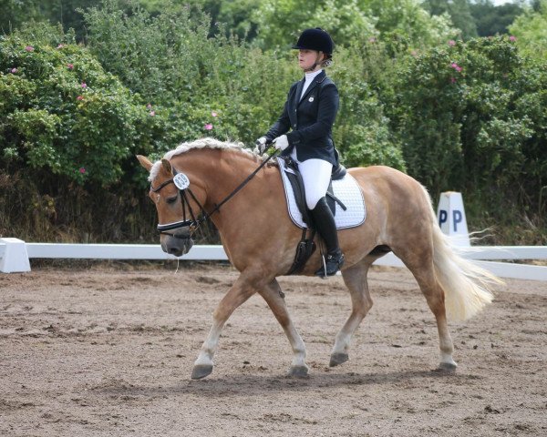 dressage horse Kira (Haflinger, 1999, from Wallenstein (1,57% ox)) dressage horse Kira (Haflinger, 1999, from Wallenstein (1,57% ox))