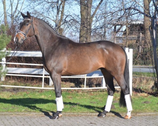 dressage horse Hampton's Hannibal (Hanoverian, 2012, from Hampton)