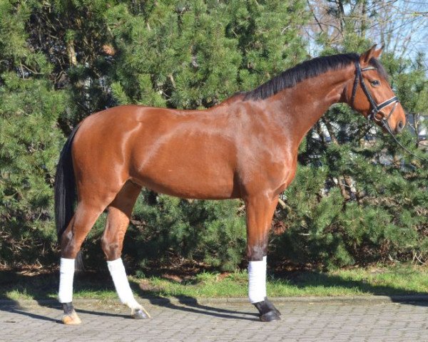 Pferd Chiri (Hannoveraner, 2012, von de Chirico)