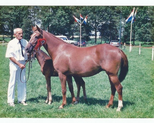 broodmare Berktzicht Sharon (New Forest Pony, 2000, from Marits Mistique)