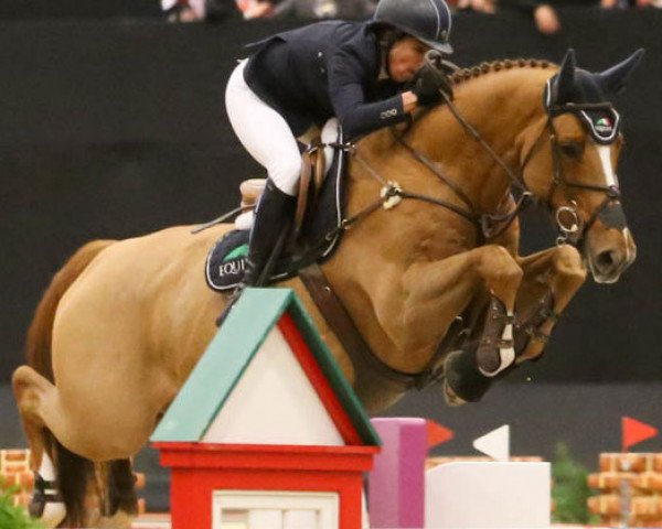 jumper Andretti S (KWPN (Royal Dutch Sporthorse), 2005, from Corland)
