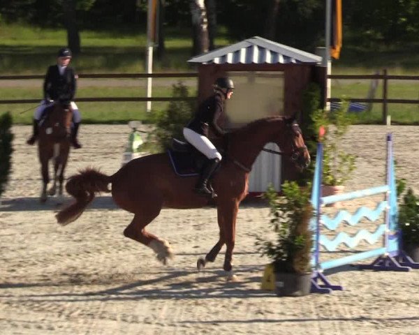 Reitturnier Westergellersen 2020