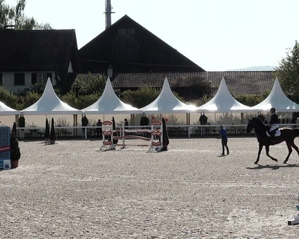 Pferdesporttage Bülach 2021