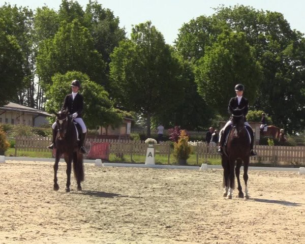 Reitturnier Schülp bei Rendsburg (Am Moltkestein) 2020