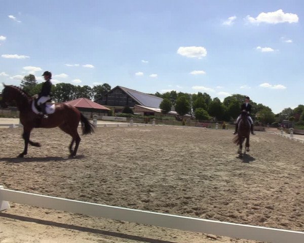 Reitturnier Schülp bei Rendsburg (Am Moltkestein) 2020