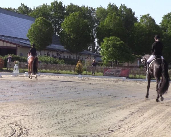 Reitturnier Schülp bei Rendsburg (Am Moltkestein) 2020