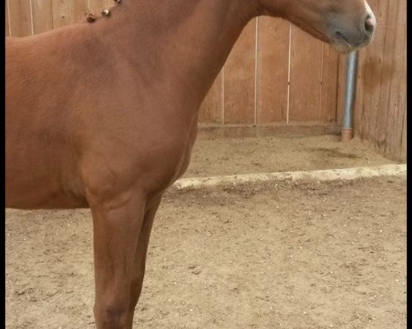 horse Cannonball (German Riding Pony, 2015, from Choco Cracker)