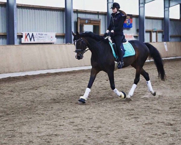 dressage horse Black Pearl R (Hanoverian, 2007, from Beluga)