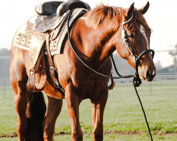 Pferd Flip (Quarter Horse, 2013)