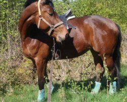 dressage horse Laola 19 (Rhinelander, 2009, from Lord Loxley I)