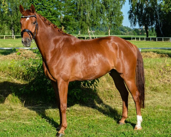 Dressurpferd Della Rosso (Bayer, 2010, von Detroit)