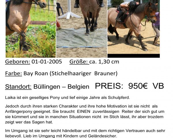 horse Laika (Welsh-Pony (Section B), 2005)