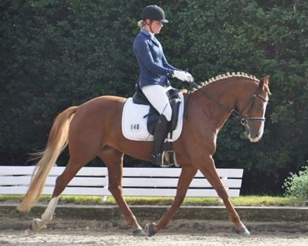 dressage horse Classic-Anabel (German Riding Pony, 2009, from FS Cracker Jack)