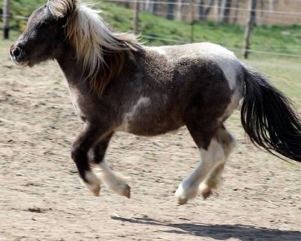 horse Paul (Shetland Pony, 2013, from Putz)