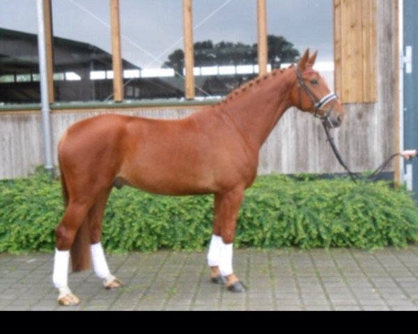 dressage horse Sir Sheldon (Hanoverian, 2008, from Shakespeare in Love)