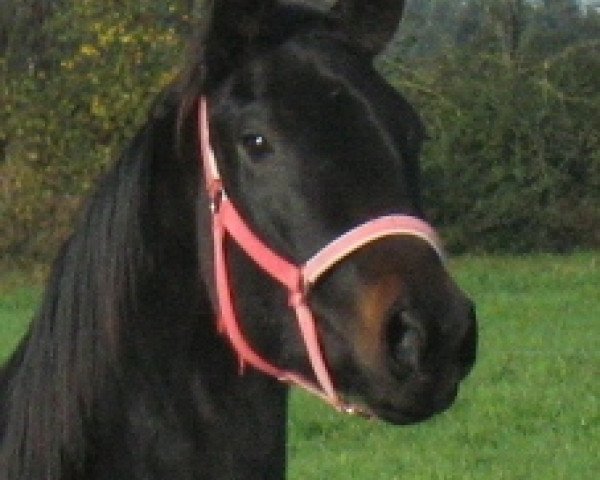 broodmare Whoopi Goldberg (Bavarian, 2012, from Hot Spirit)