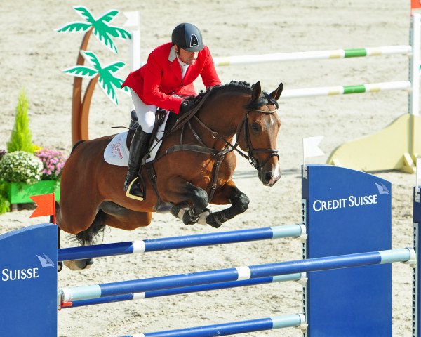 Deckhengst Krambambuli v. Schlösslihof (Schweizer Warmblut, 2005, von Karondo vom Schlösslihof)