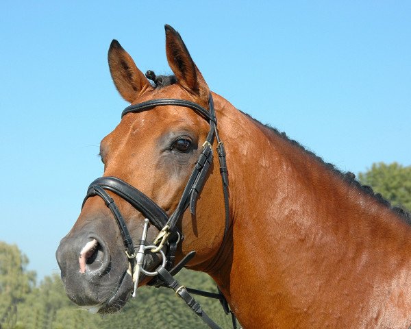 Deckhengst Karondo vom Schlösslihof (Schweizer Warmblut, 1993, von Karacondo) Deckhengst Karondo vom Schlösslihof (Schweizer Warmblut, 1993, von Karacondo)