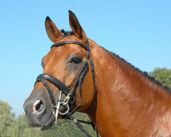 stallion Karondo vom Schlösslihof (Swiss Warmblood, 1993, from Karacondo)